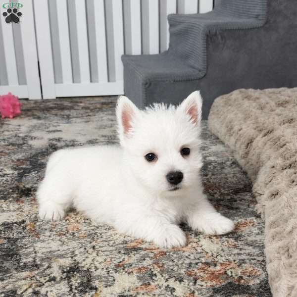 Jalon, West Highland Terrier Puppy